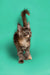 Fluffy gray Maine Coon kitten named Sasha with tufted ears and a playful tail