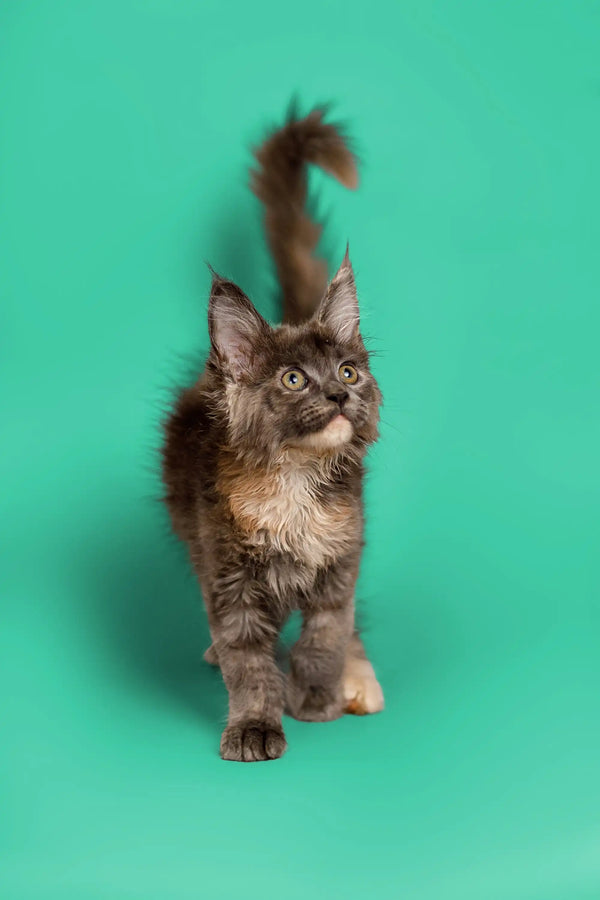 Fluffy gray Maine Coon kitten named Sasha with tufted ears and a playful tail