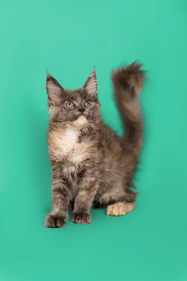 Fluffy gray and white Maine Coon kitten with pointed ears and raised tail, Sasha