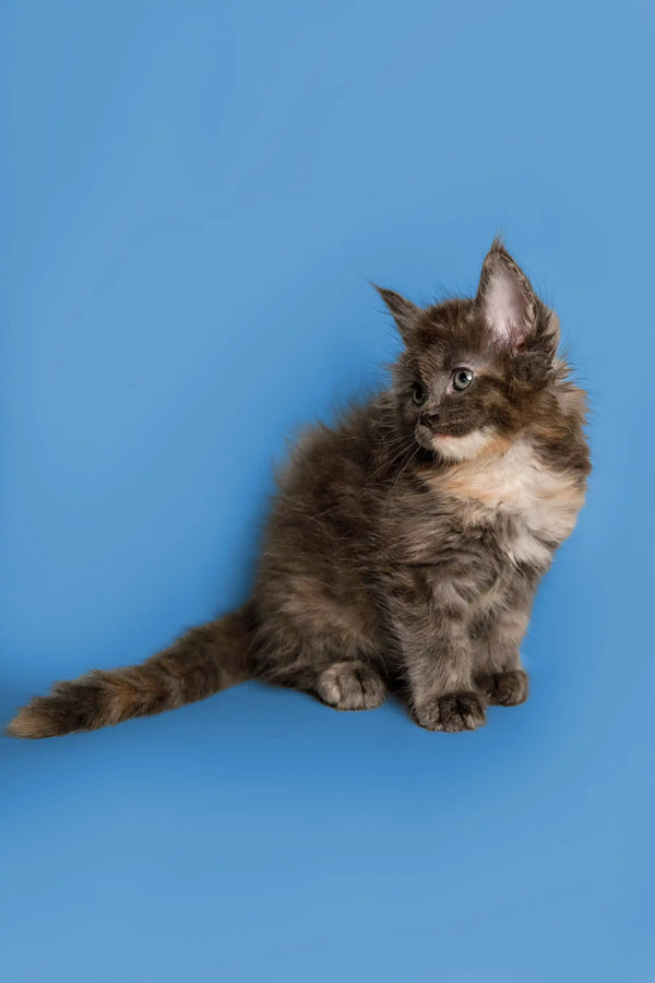 Fluffy gray and white Maine Coon kitten Sasha sitting upright, looking adorable