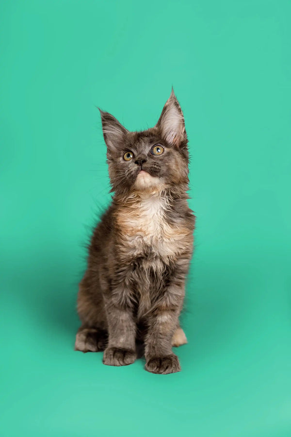 Gray and white Maine Coon kitten Sasha with cute ear tufts, perfect coon kitten