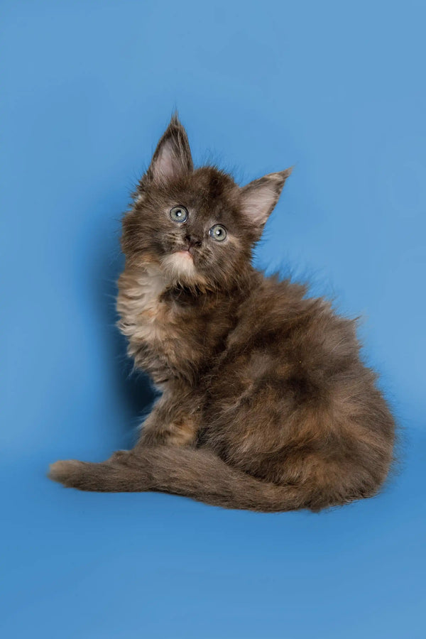 Fluffy brown Maine Coon kitten with white chest markings against blue backdrop
