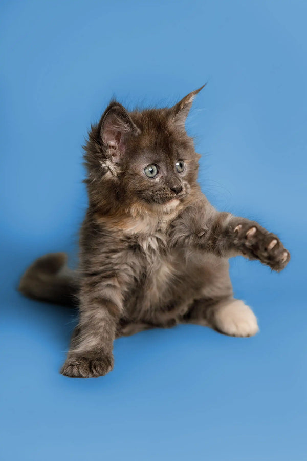 Fluffy gray Maine Coon kitten Sasha sitting with paw outstretched, super cute!