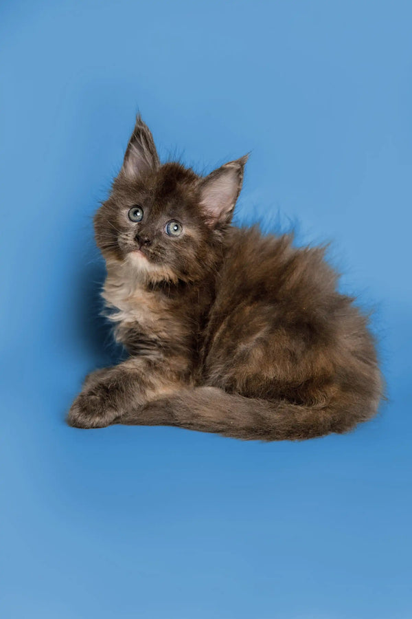 Fluffy brown Maine Coon kitten with bright eyes against a blue backdrop