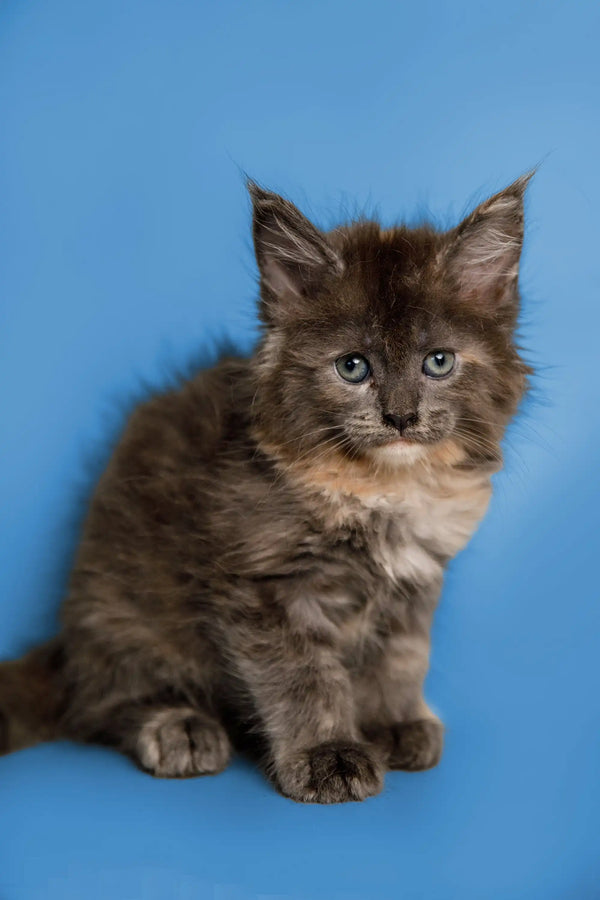 Fluffy gray and white Maine Coon kitten with pointed ears and an alert expression
