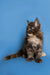 Fluffy gray and white Maine Coon kitten sitting upright, perfect for cuddles
