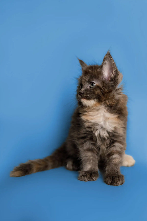 Fluffy gray and white Maine Coon kitten sitting upright, perfect for cuddles