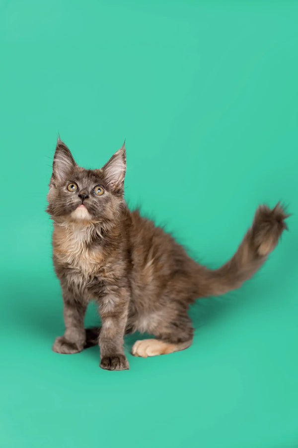 Fluffy gray Maine Coon kitten with alert ears and a long tail, named Sasha