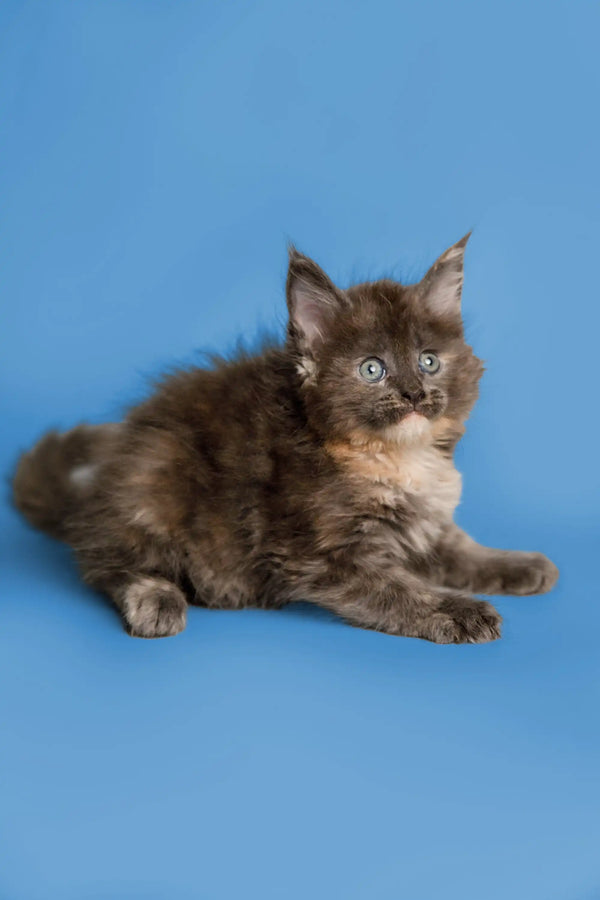 Fluffy gray and white Maine Coon kitten lounging, perfect for any cat lover