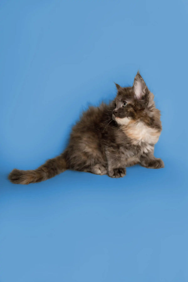 Fluffy Maine Coon kitten with gray and white fur against a blue backdrop