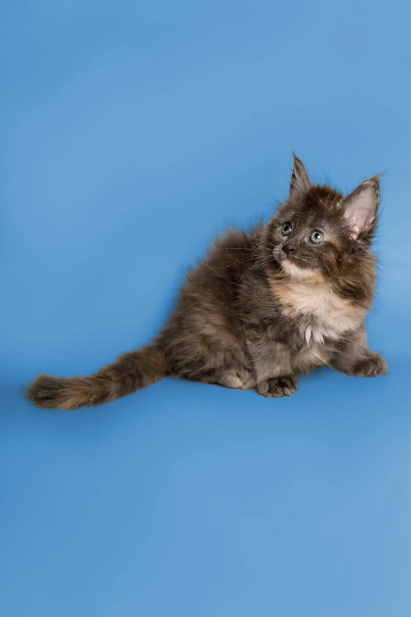 Fluffy gray and white Maine Coon kitten with alert ears looking adorable