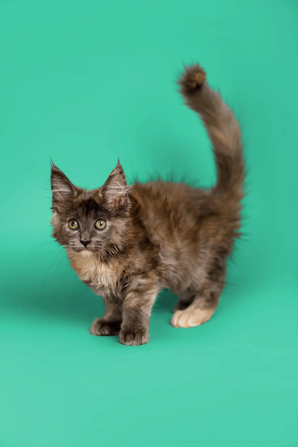Fluffy gray Maine Coon kitten with an upright tail against a teal backdrop