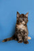 Fluffy gray and white Maine Coon kitten sitting upright, perfect for any cat lover