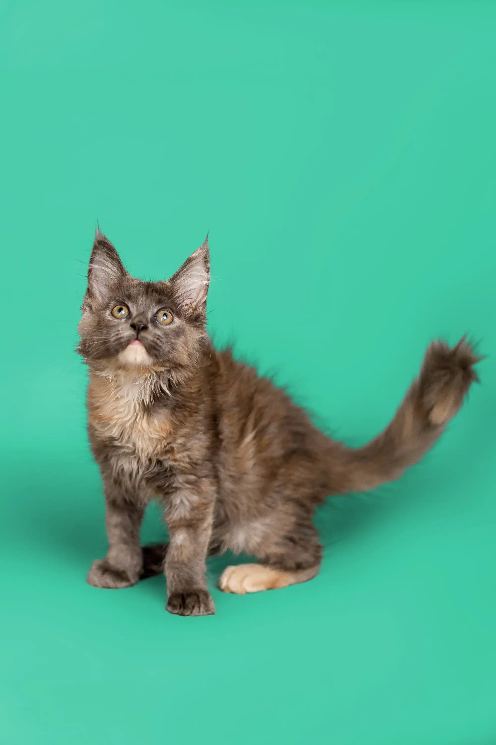 Maine Coon Kittens for Sale Sasha | Kitten