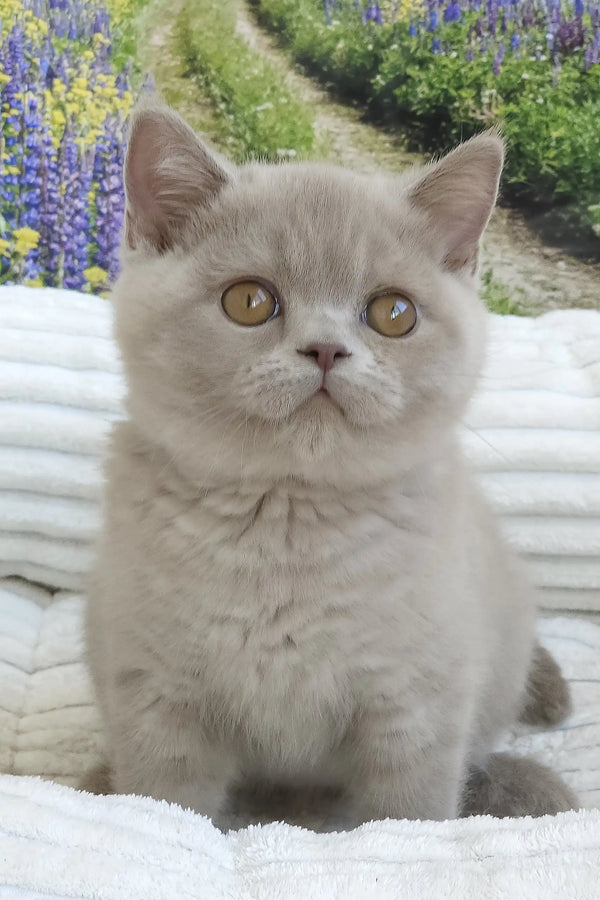 Sashka | british shorthair kitten