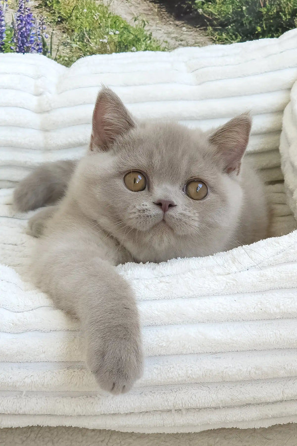Sashka | british shorthair kitten