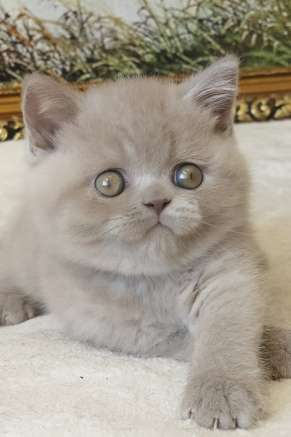 Sashka | british shorthair kitten
