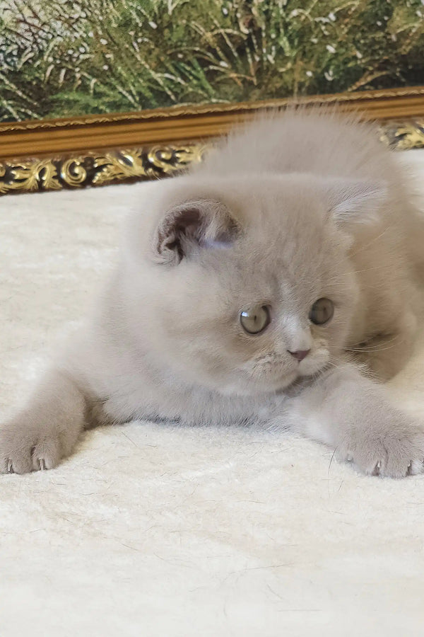 Sashka | british shorthair kitten
