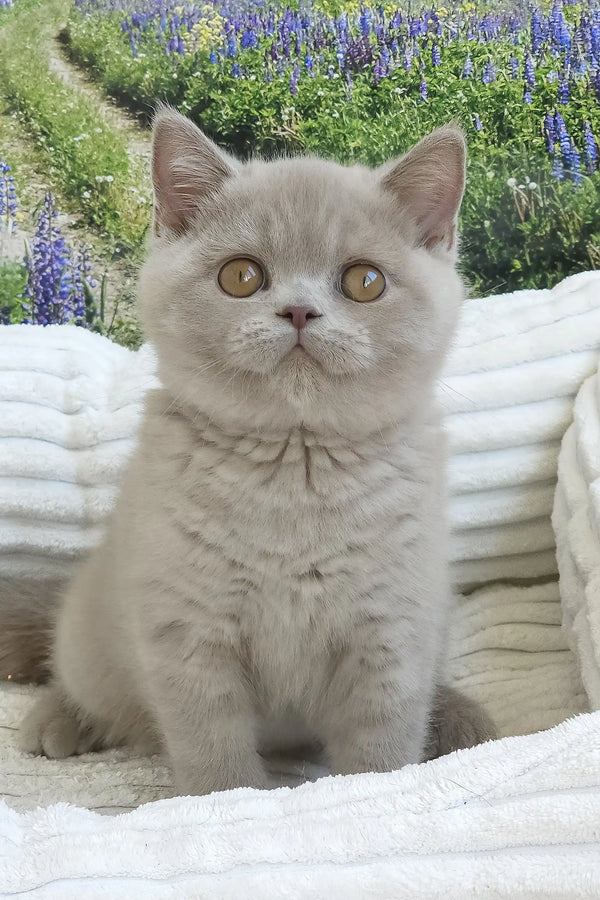 Sashka | british shorthair kitten
