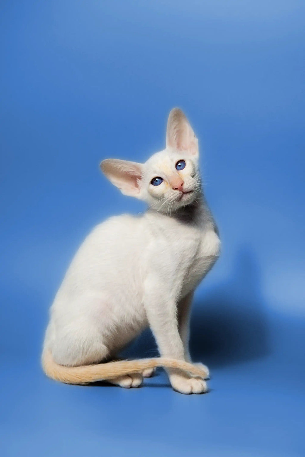 Oriental Shorthair Kittens For Sale | Cats Sati | Kitten