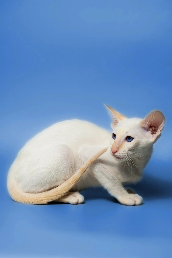 Elegant Oriental Kitten with large ears and a red point coat, Sati the white cat