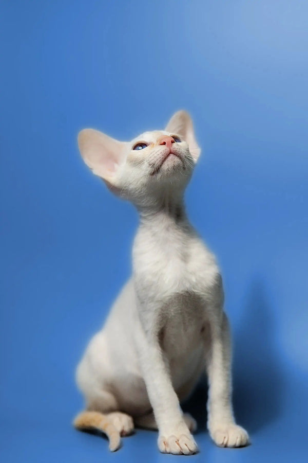 Cute white Oriental Kitten with large ears gazing up, showcasing its elegant red point coat