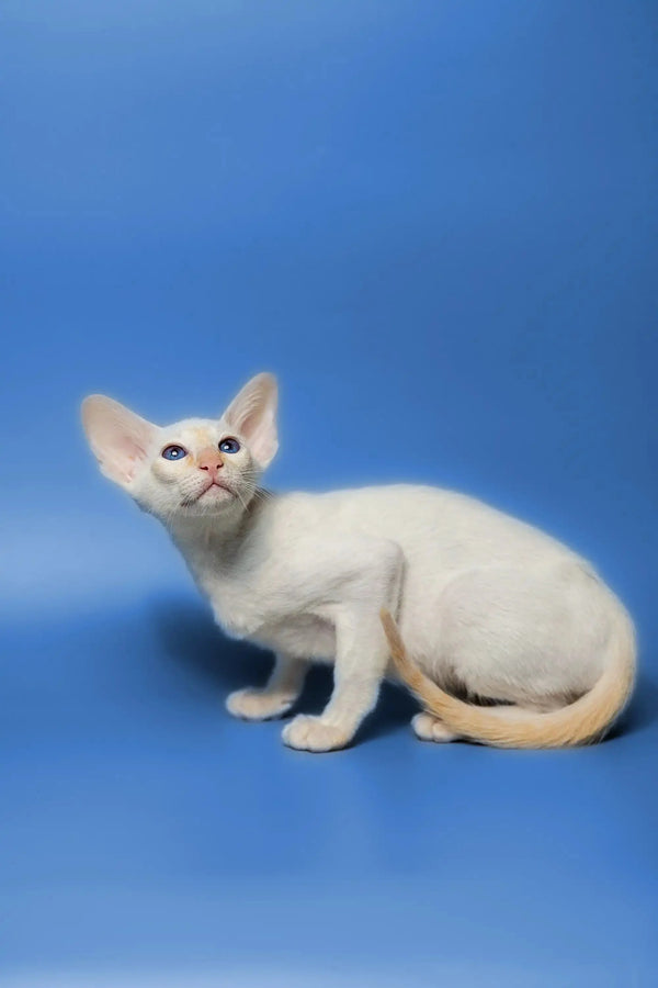White Oriental Kitten with big ears and blue eyes against a blue backdrop