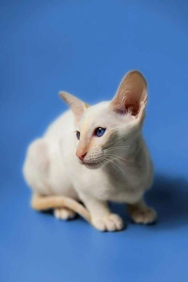 Elegant Oriental Kitten, a stunning White Siamese cat with striking blue eyes