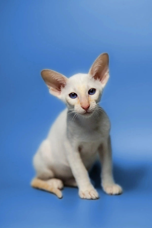 Adorable White Siamese Oriental Kitten with big ears and stunning blue eyes