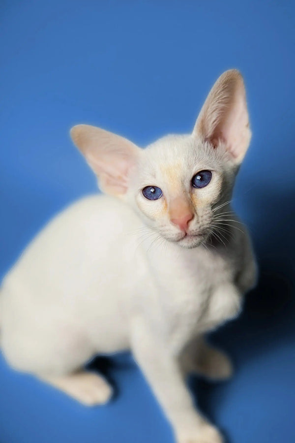 Adorable White Siamese kitten with blue eyes, perfect for an elegant Oriental kitten