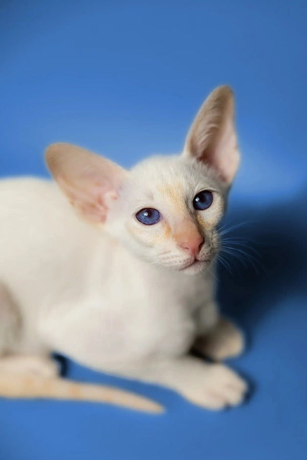 White Siamese kitten with blue eyes and big ears, a charming Oriental kitten