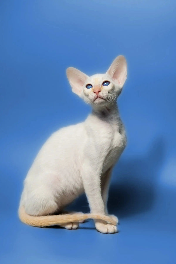 White Siamese kitten with blue eyes and large ears, a perfect elegant oriental kitten