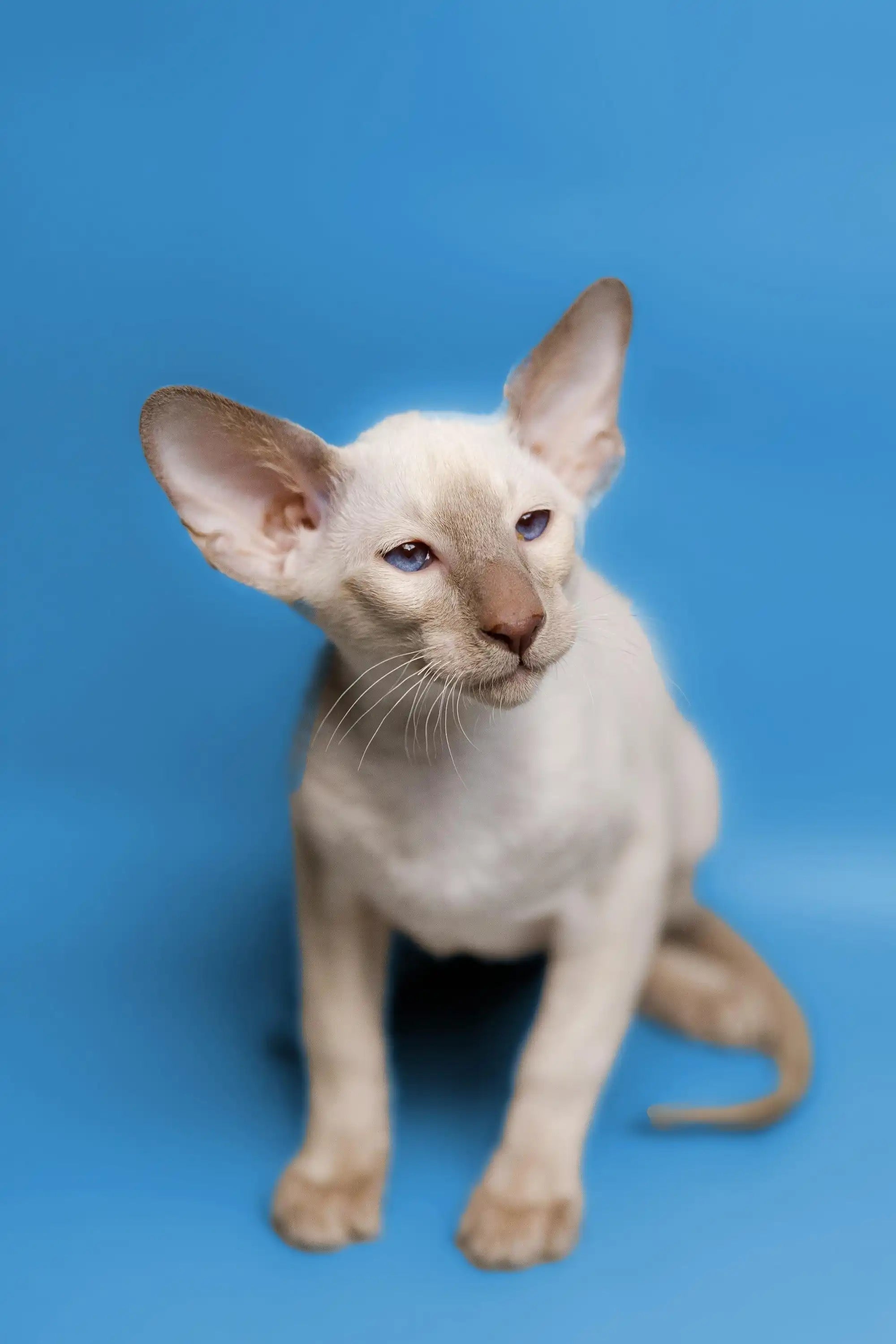 Oriental Shorthair Kittens For Sale Satir | Kitten