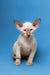 Siamese cat with large ears and pale fur, perfect for a Satir Oriental Kitten