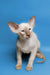 Siamese kitten with big ears and blue eyes, perfect for the Satir Oriental collection