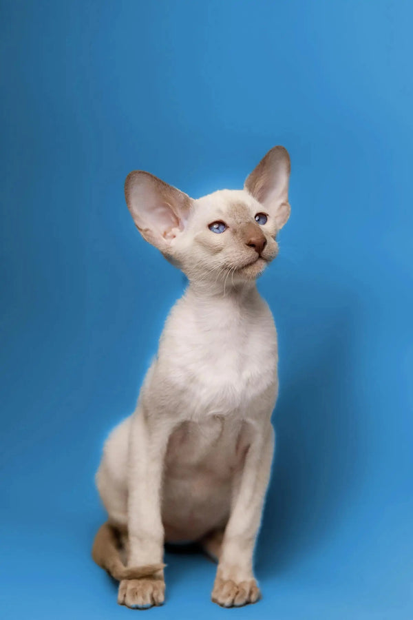 White Siamese cat with large ears sitting upright for Satir Oriental Kitten