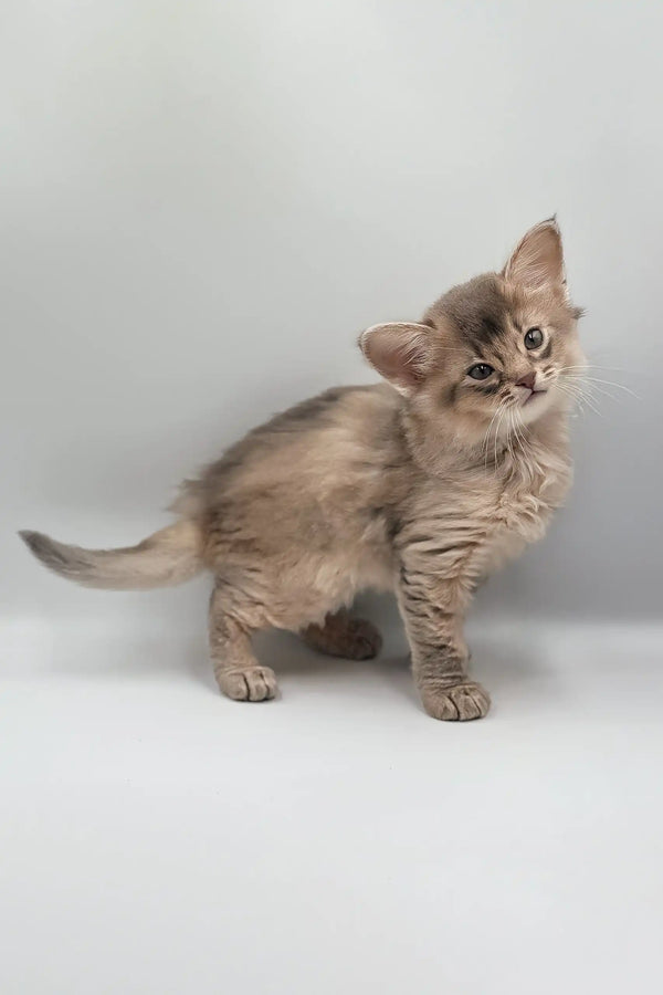 Curious tabby kitten exploring with the Saturn Somali Kitten product