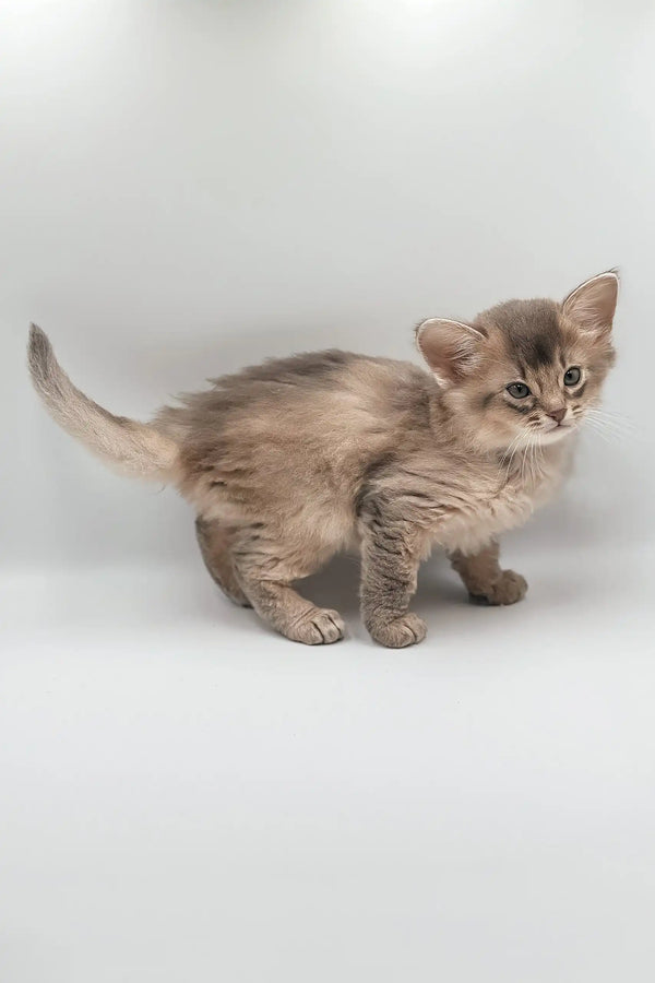 Somali Fluffy Cat 2ドル銀貨 s-l400.jpg