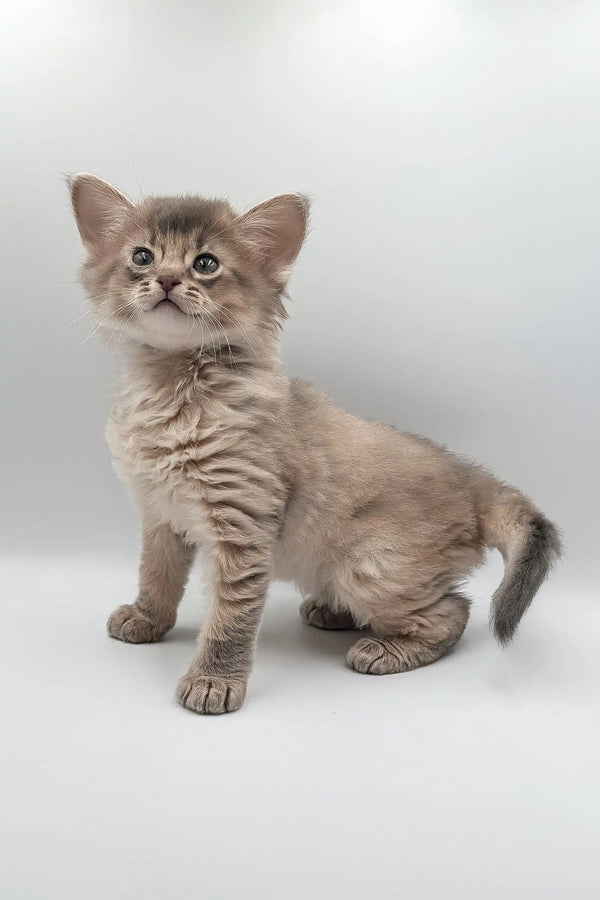 Gray tabby kitten playing with the Saturn | Somali Kitten toy, super cute vibes