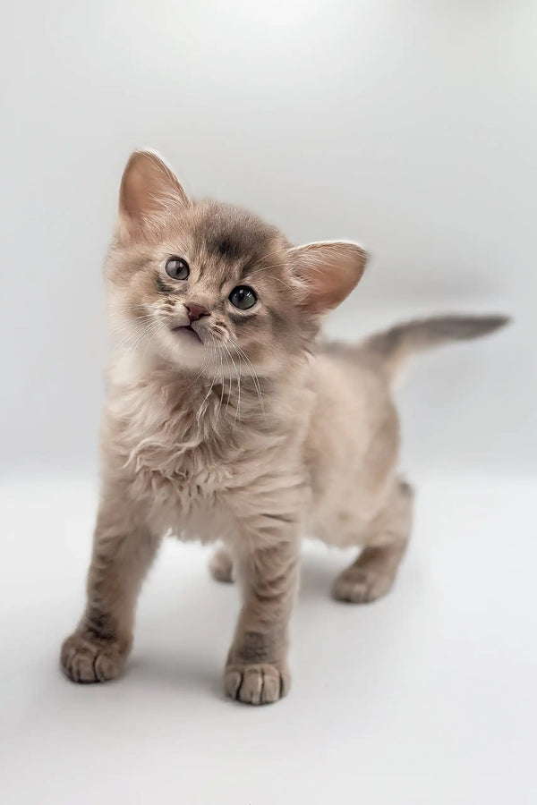 Gray tabby kitten looking adorable in Saturn Somali Kitten product display
