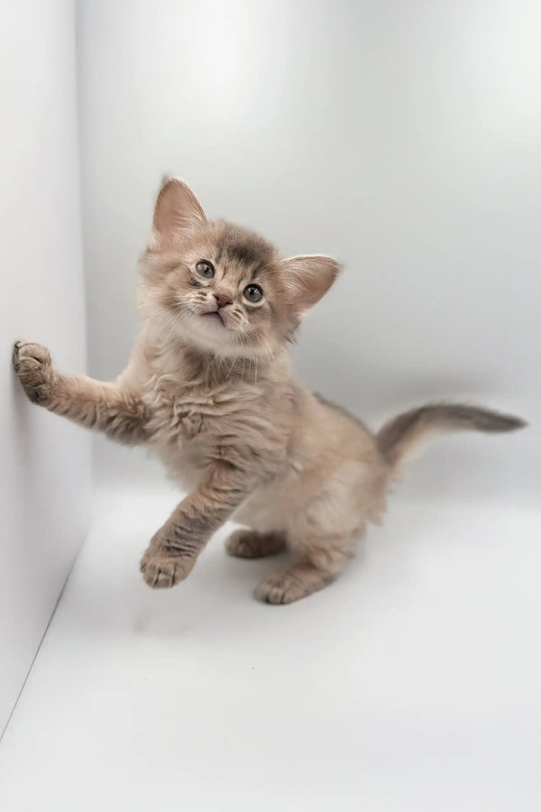 Playful and fluffy Saturn, the adorable Somali kitten, ready for fun!