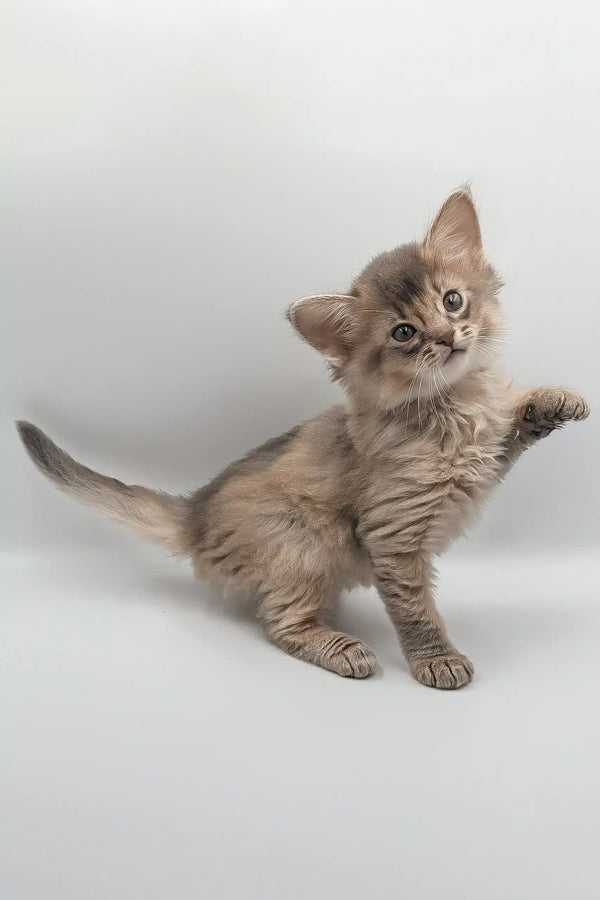 Playful gray tabby kitten from the Saturn Somali Kitten collection