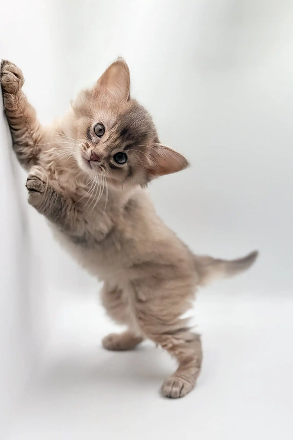 Somali Fluffy Cat 2ドル銀貨 s-l1200.jpg