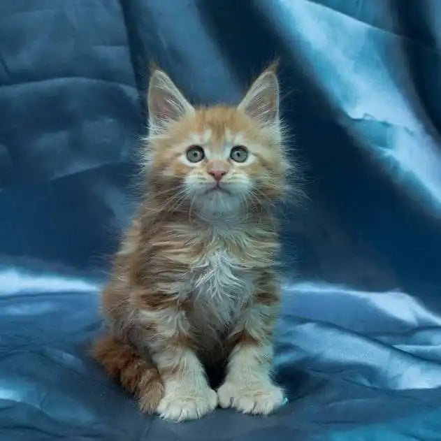 Maine Coon Kittens for Sale | Cats For Saul | Kitten