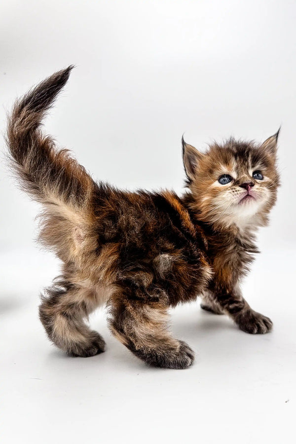 Fluffy tabby Polydactyl Maine Coon kitten with raised tail and alert expression