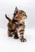 Fluffy tabby Polydactyl Maine Coon kitten standing alert and ready for fun