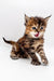 Tabby kitten meowing, showcasing its cute polydactyl Maine Coon features