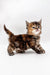 Fluffy tabby Polydactyl Maine Coon kitten with brown, black, and white fur