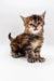 Fluffy tabby Polydactyl Maine Coon kitten with pointed ears and a cute open mouth