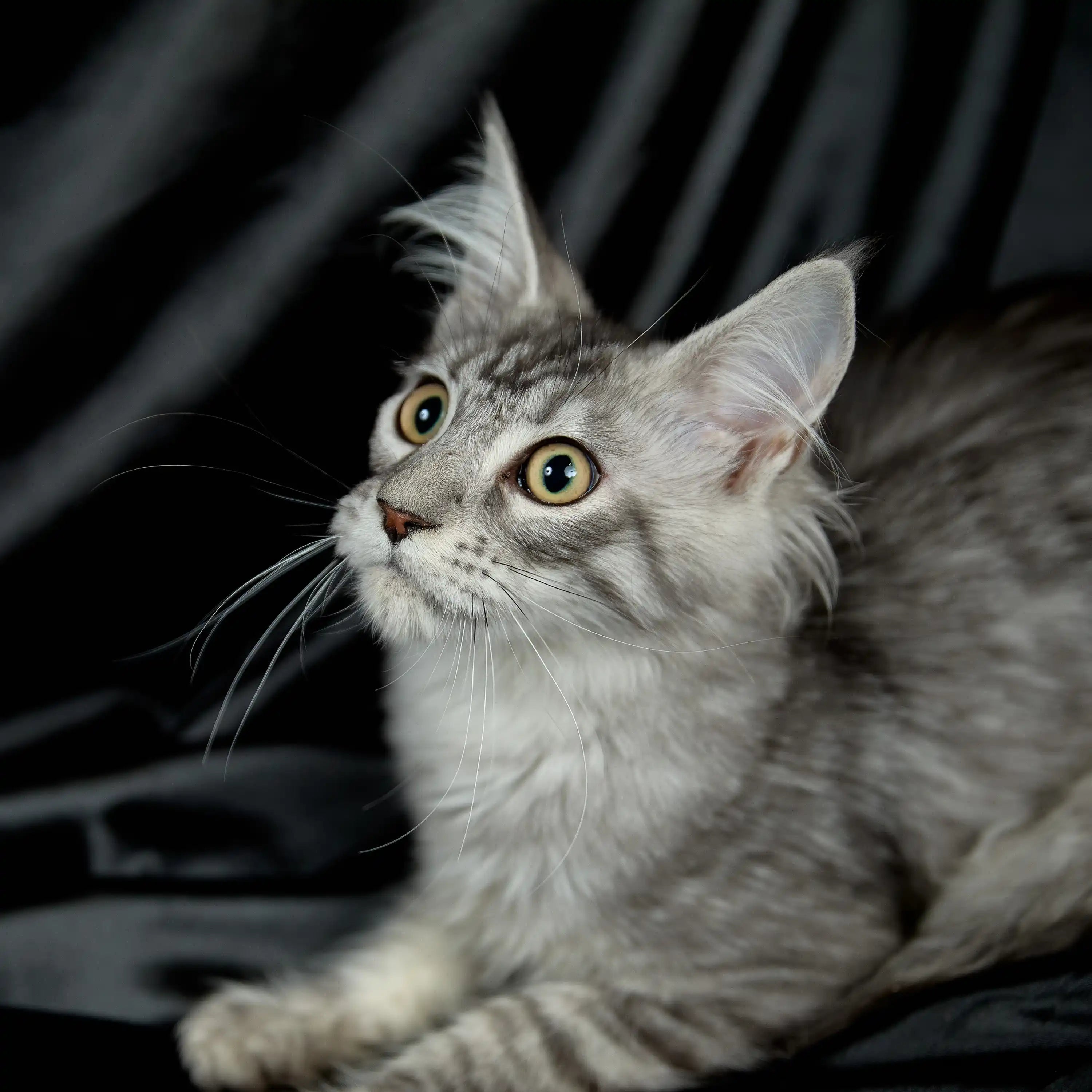Maine Coon Kittens for Sale Saymon | Kitten